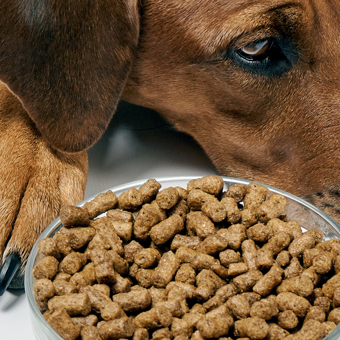 Wet Food vs. Dry Kibble: What’s Easier for Your Pet to Digest