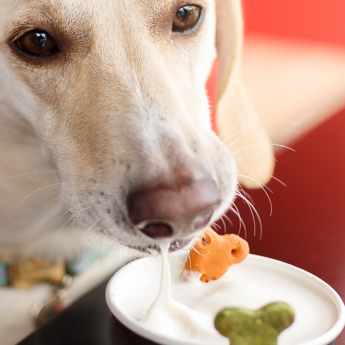 How to Deal with Picky Eaters: For Dogs