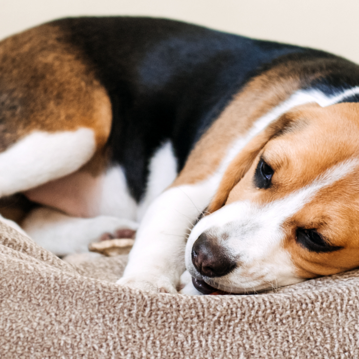 The Quiet Shift in Your Dog’s Personality: Is It Age, Boredom, or Something Else?
