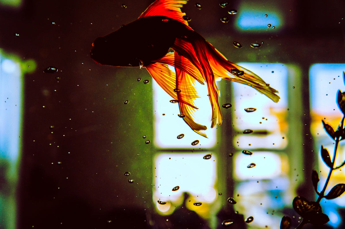 Fishkeeping Made Fun and Easy: A Beginner's Guide to Aquarium Care