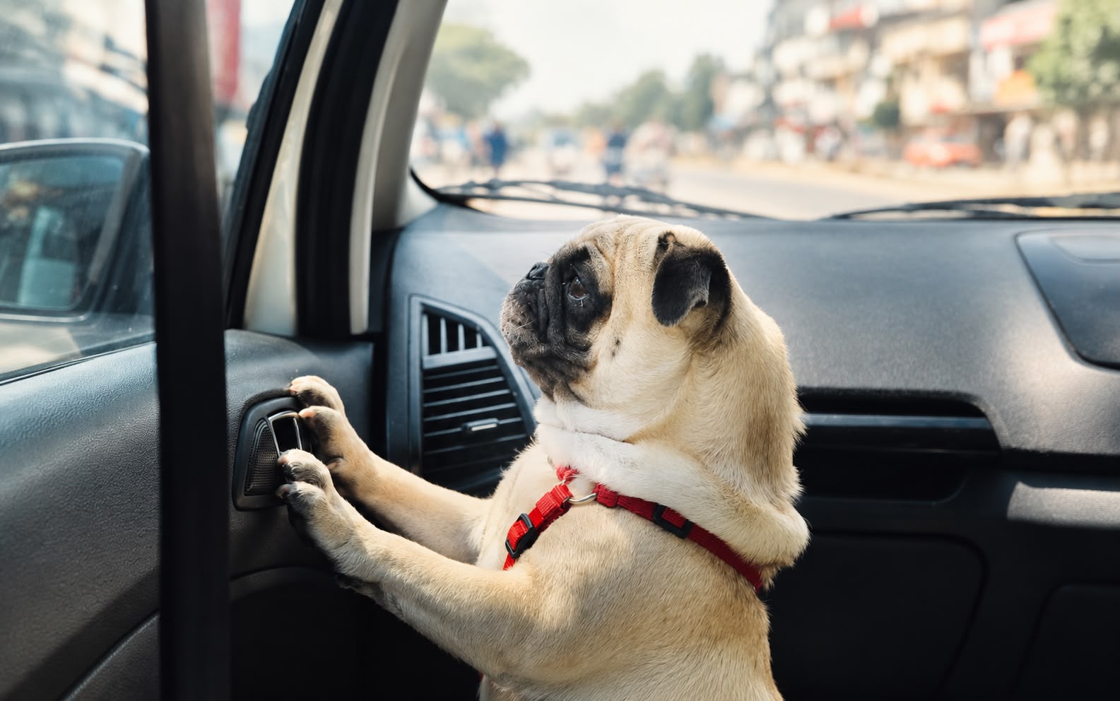 The Hidden Danger of Leaving Pets in a Parked Car