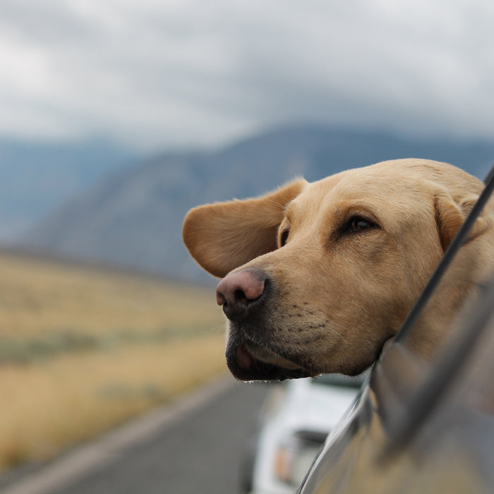 Pet Travel Guide: Essential Tips for A Safe and Stress-Free Adventure