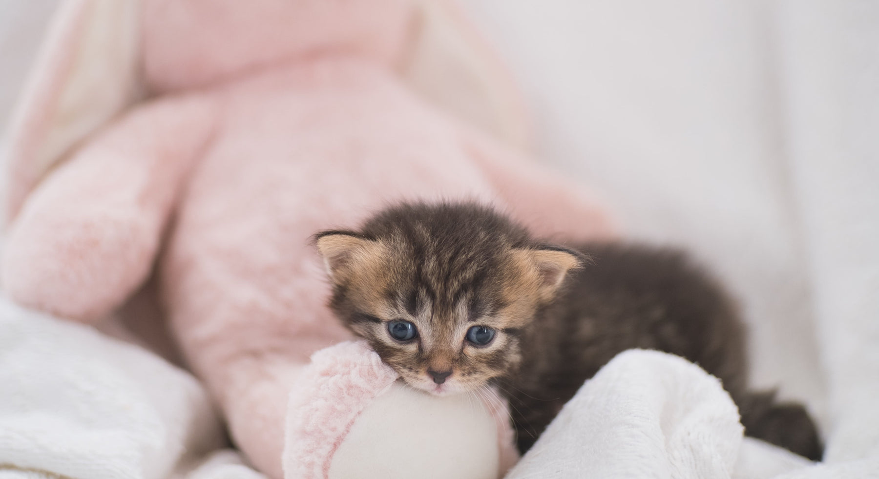 The Ultimate Guide to Training Your New Kitten: A Handbook for Clueless Cat Parents
