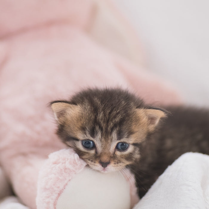 The Ultimate Guide to Training Your New Kitten: A Handbook for Clueless Cat Parents