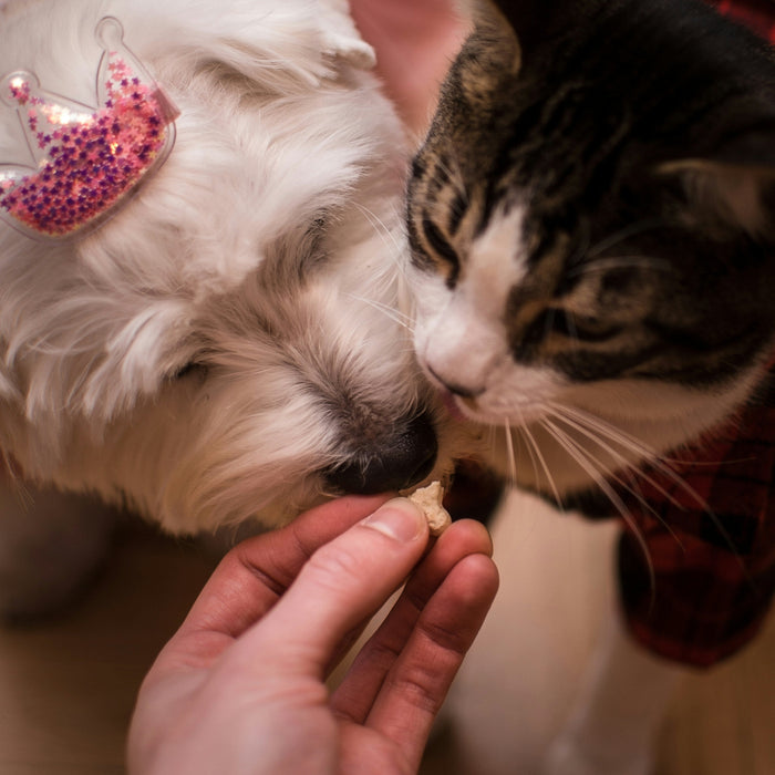 Slowing Down with Your Pet: Gentle Care During the Last Week of the Year
