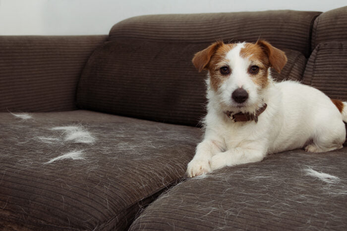 Why Does My Dog Shed Hair? All You Need To Know About Your Dog’s Fur