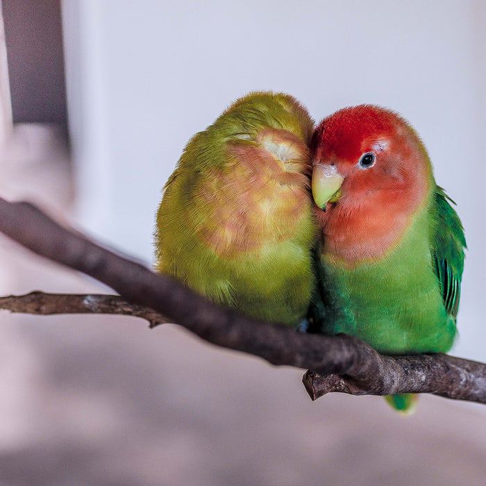 Birds as Pets: Your Guide to a Joyful Feathery Friendship