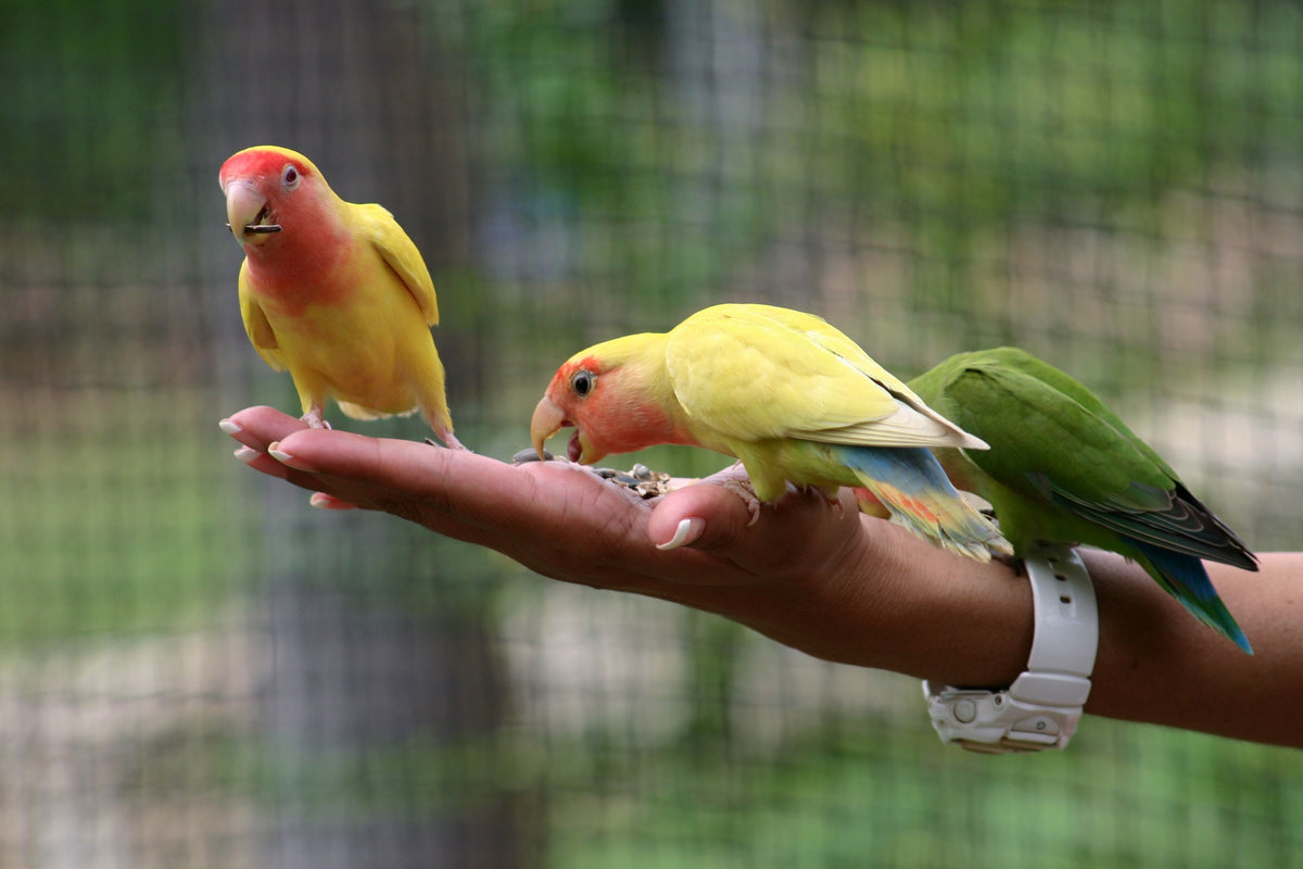 Parrot Training 101: Tips For Teaching Tricks And Building A Bond