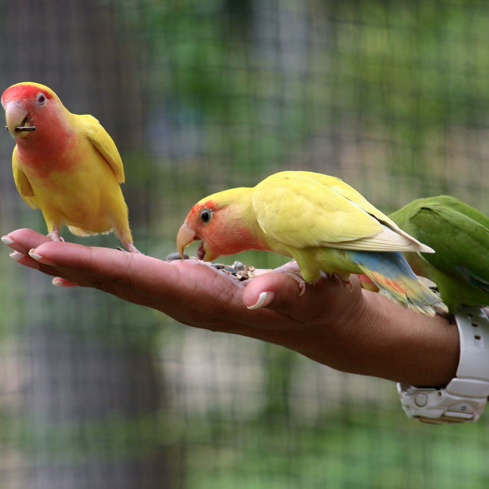 Parrot Training 101: Tips for Teaching Tricks and Building a Bond