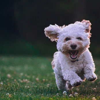 The Curious Case of Zoomies: Why Do Pets Suddenly Go into Frenzy Mode?