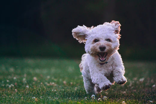 The Curious Case of Zoomies: Why Do Pets Suddenly Go into Frenzy Mode?