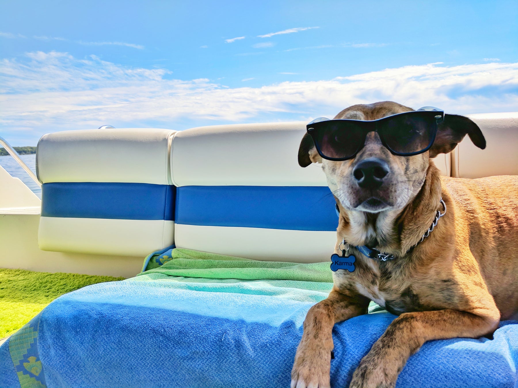 Chill Out with Your Pets: Essential Tips for a Safe and Fun Summer