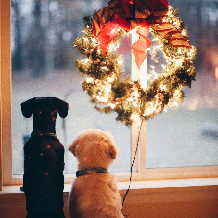 A Calm Christmas for Pets: Thoughtful Ways to Celebrate Together