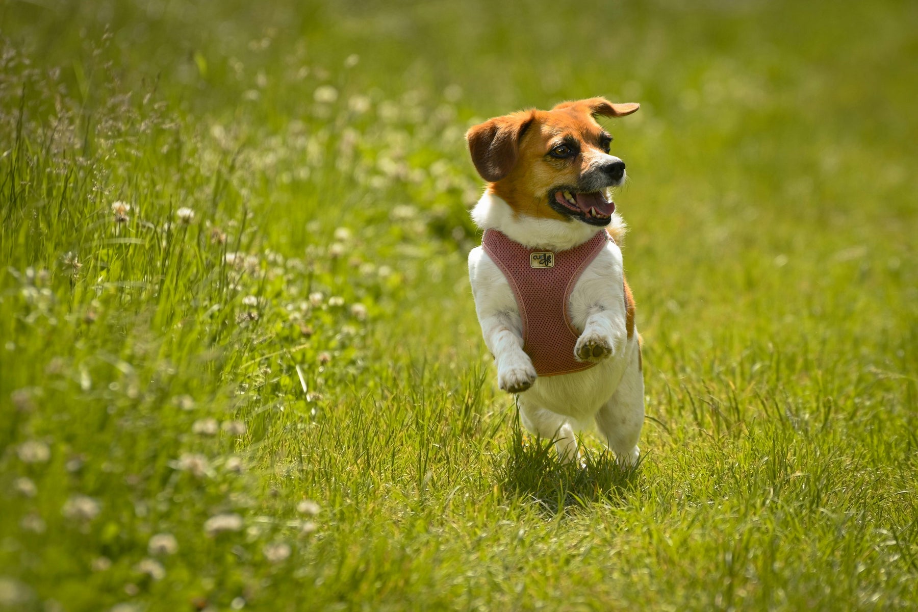 Heatstroke in Pets: Early Signs Every Pet Parent Should Know