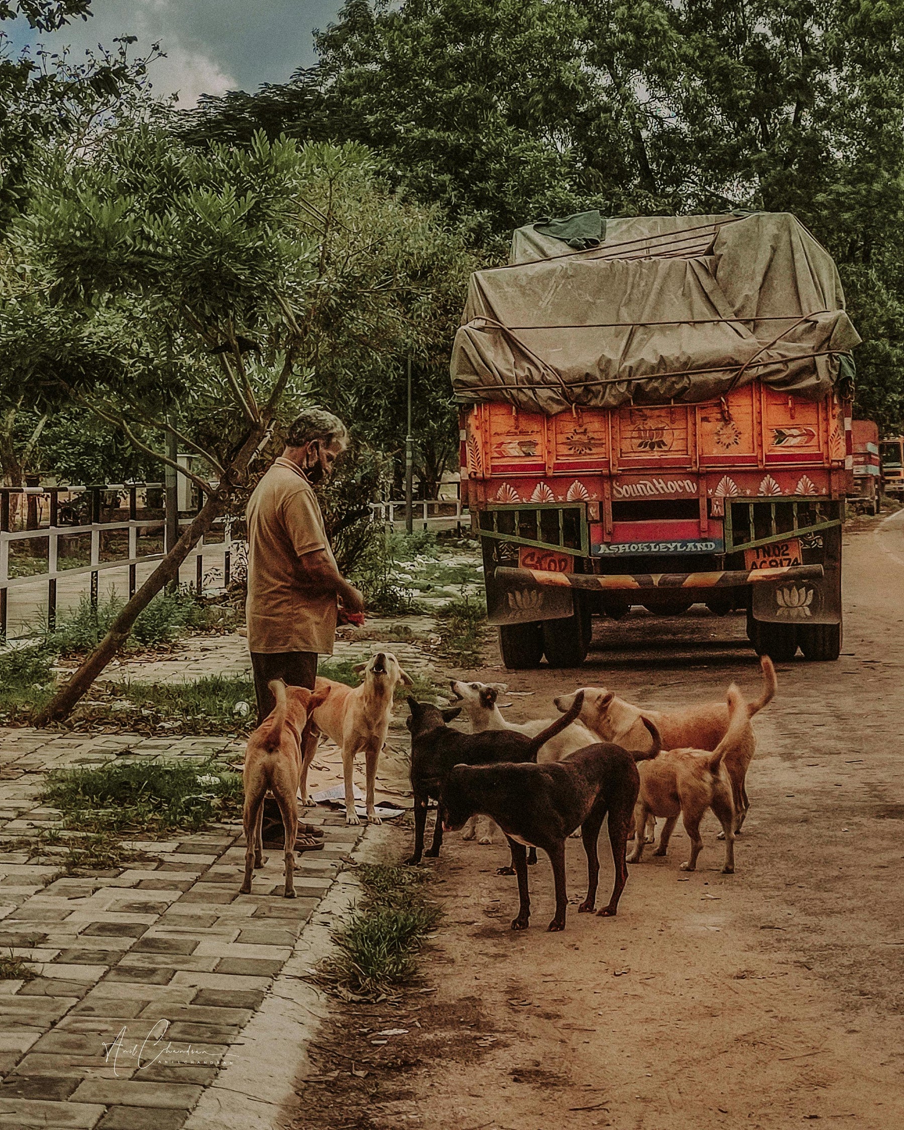 Feeding Street Animals Responsibly: What to Give and What to Avoid