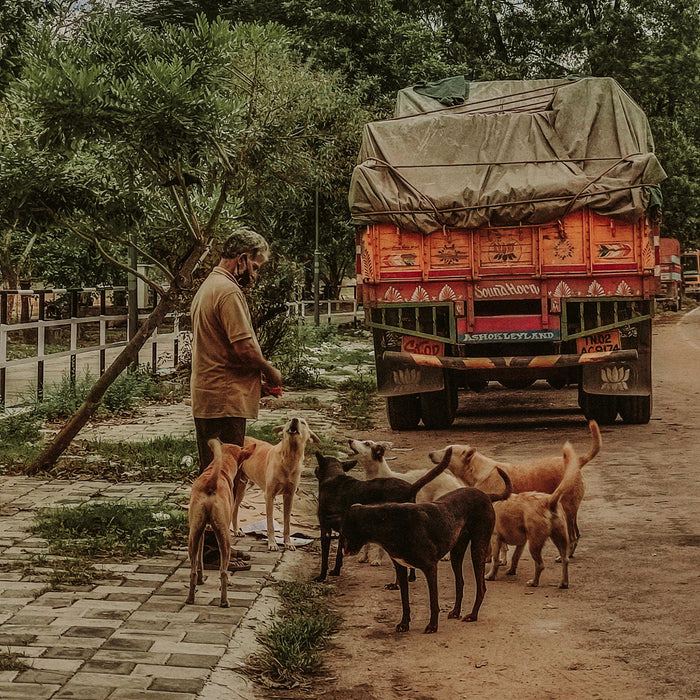 Feeding Street Animals Responsibly: What to Give and What to Avoid