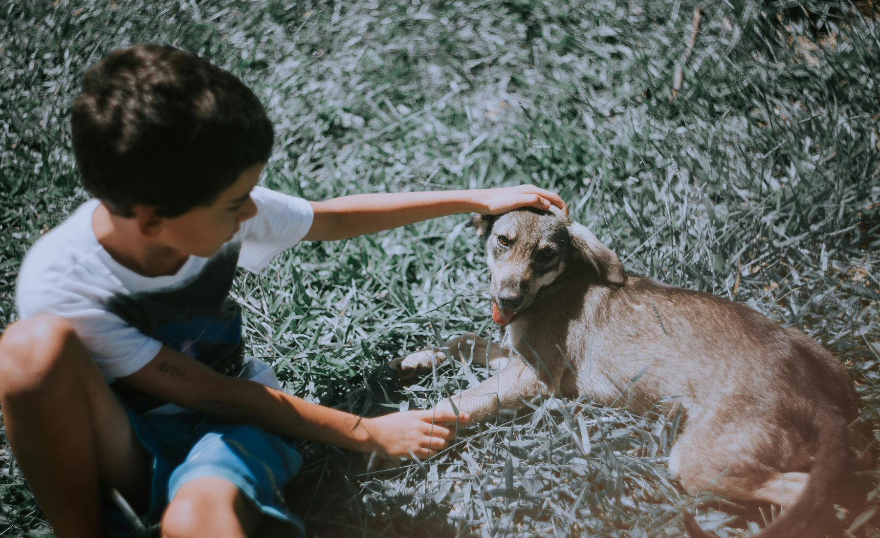 Street Animals in Summer: How You Can Help Without Doing Harm