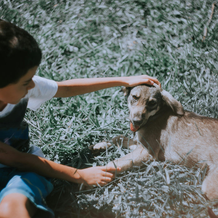 Street Animals in Summer: How You Can Help Without Doing Harm