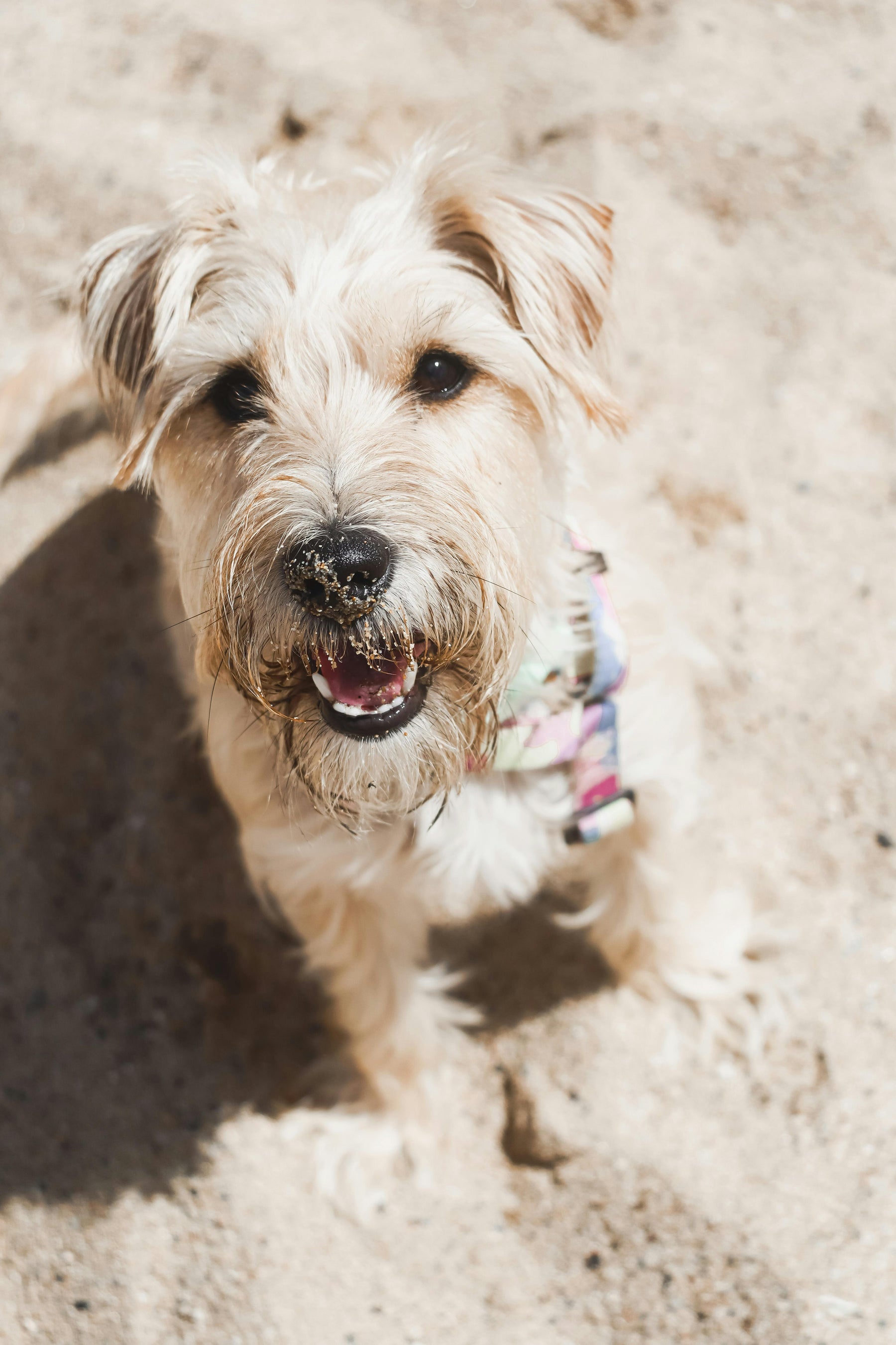 Can Pets Get Sunburn? What Most Pet Parents Don’t Realize