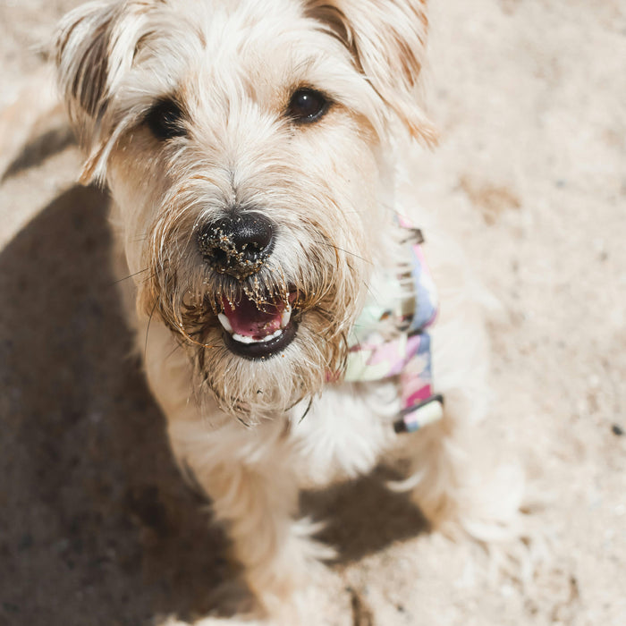 Can Pets Get Sunburn? What Most Pet Parents Don’t Realize