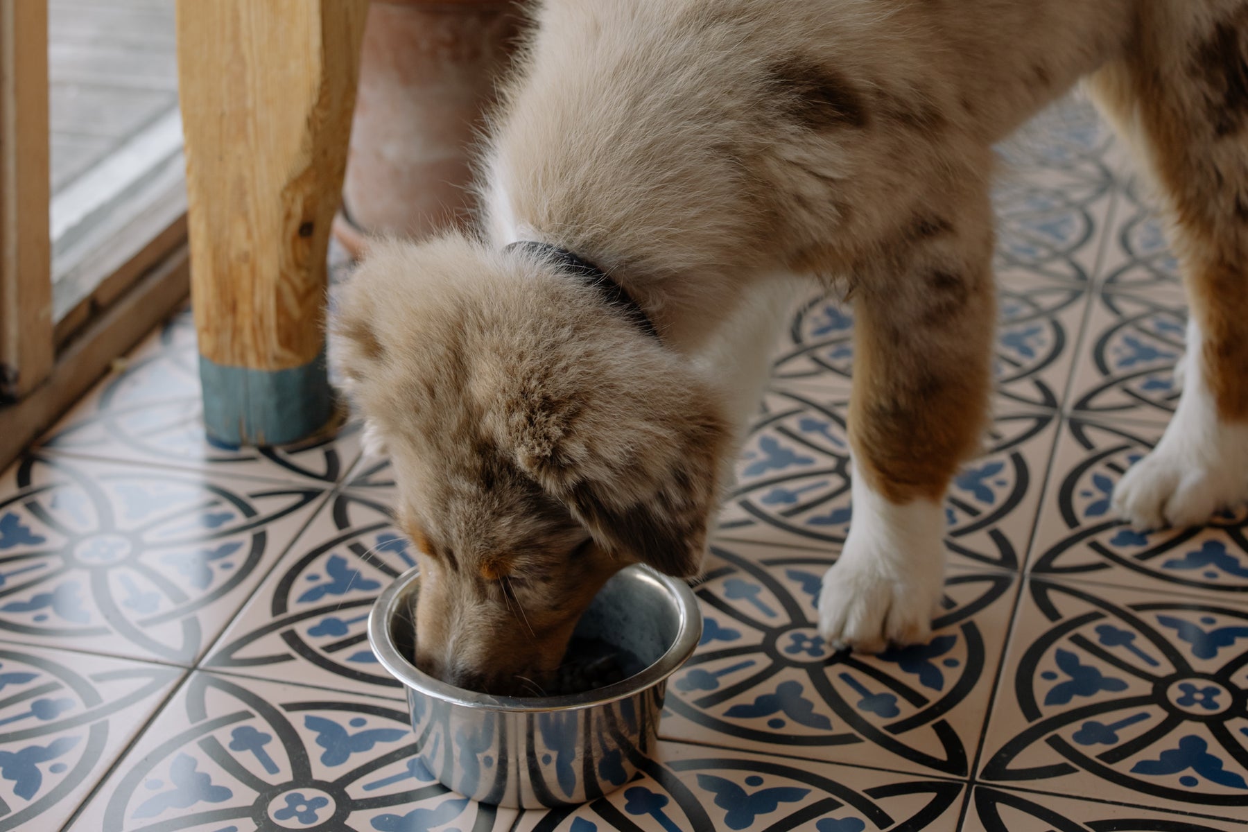 Wholesome Recipes for Your Dog: A Guide to Balanced Nutrition and Delicious Meals