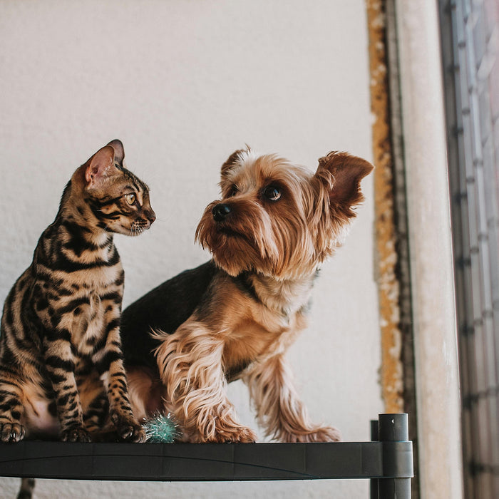Common Pet Care Myths in India (And What Actually Matters)