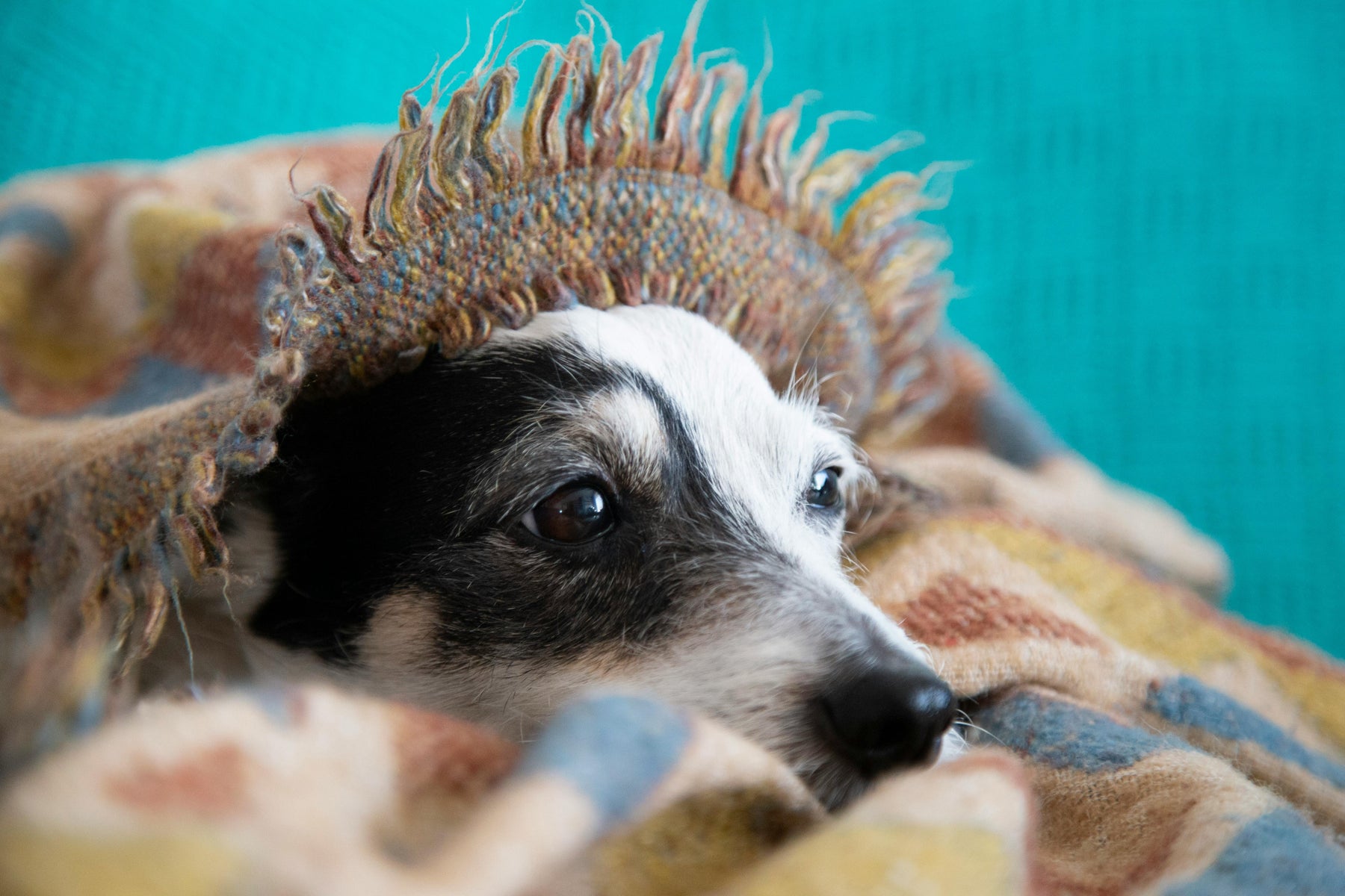 Creating a Safe Space for Your Pet During Loud or Busy Days