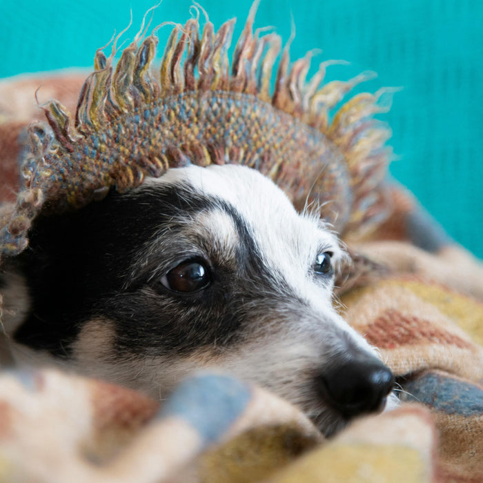 Creating a Safe Space for Your Pet During Loud or Busy Days