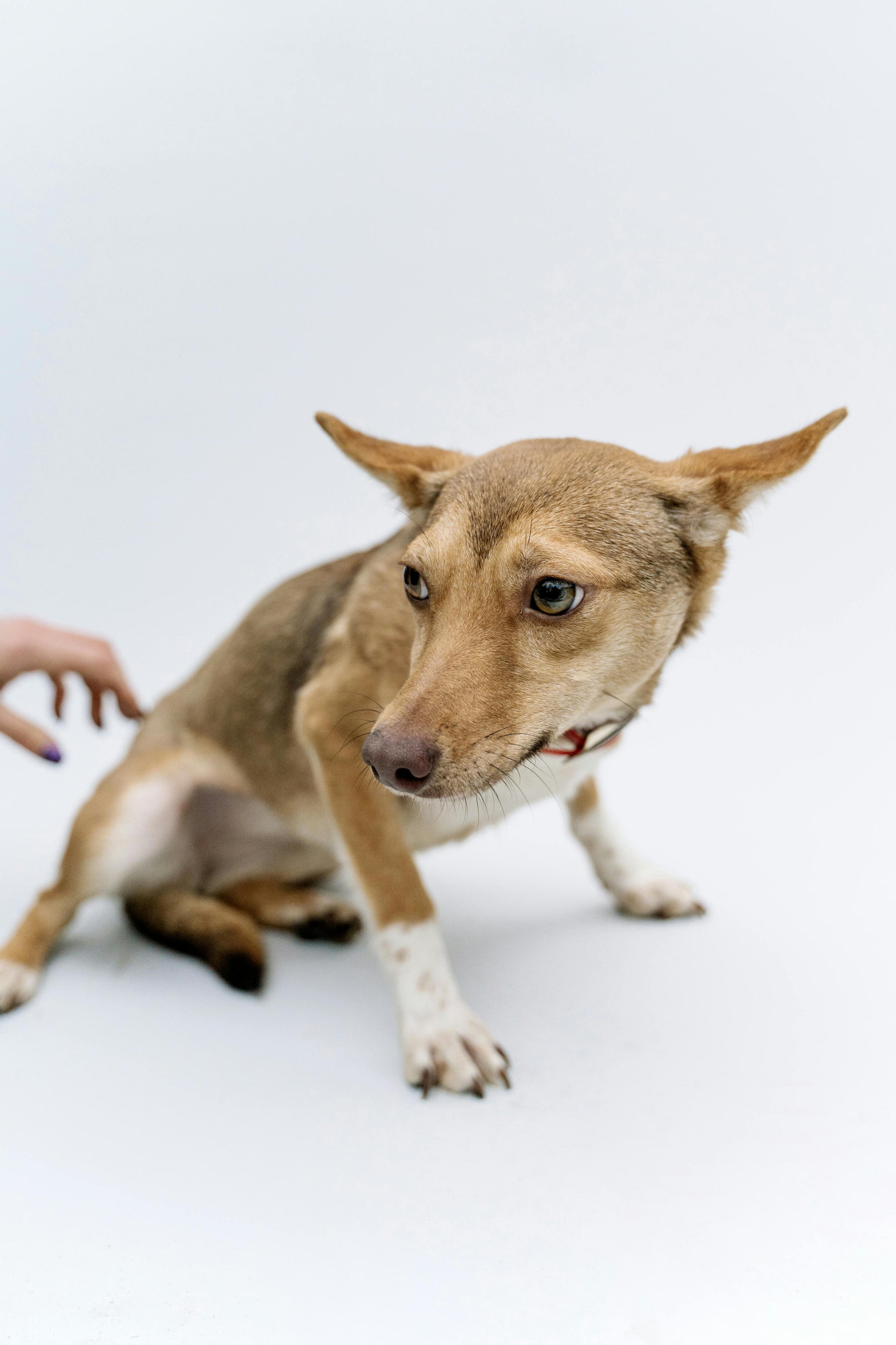 Are You Overstimulating Your Pet? The Hidden Side of “Too Much Care”