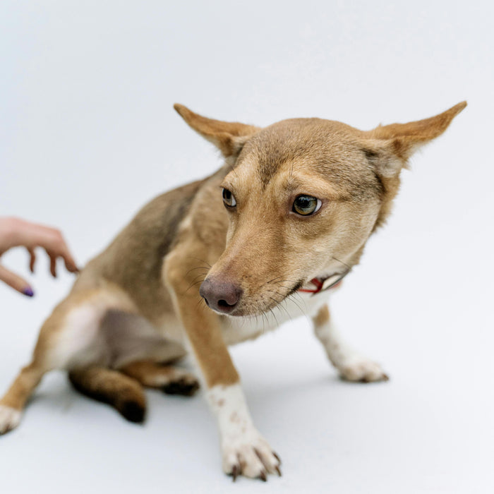 Are You Overstimulating Your Pet? The Hidden Side of “Too Much Care”