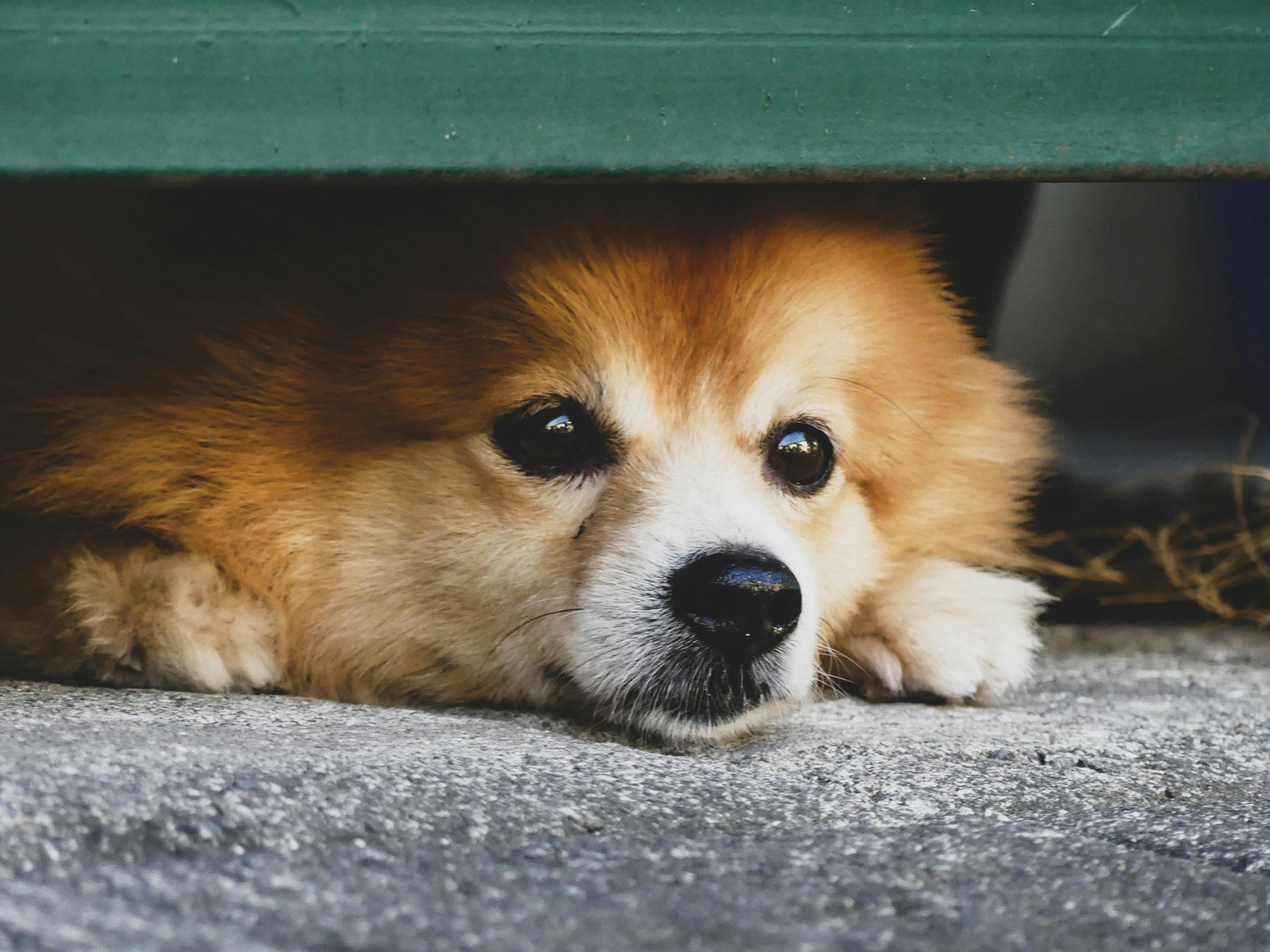 Do Pets Feel Our Stress? How Your Emotions Affect Your Pet’s Behaviour
