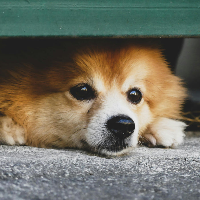 Do Pets Feel Our Stress? How Your Emotions Affect Your Pet’s Behaviour