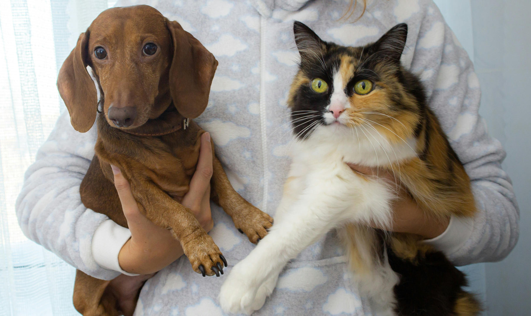 Understanding Your Pet’s Emotional Needs: Beyond Food and Exercise