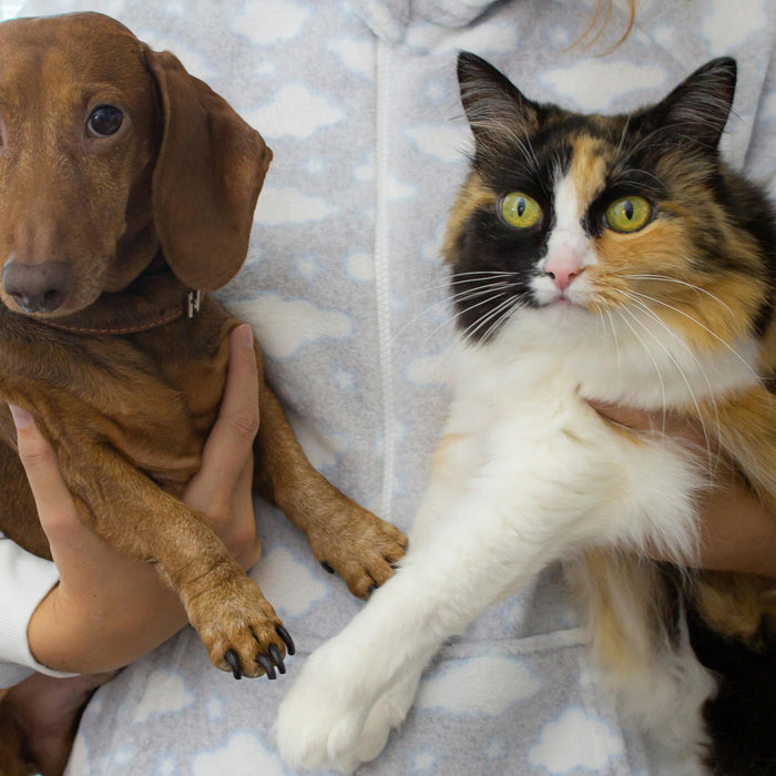 Understanding Your Pet’s Emotional Needs: Beyond Food and Exercise