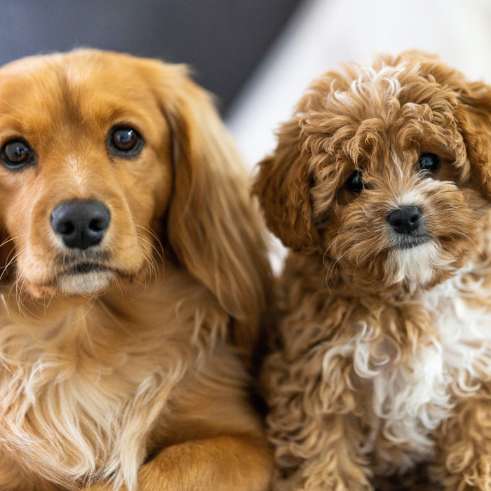 Fur-Friendly Tips for Introducing a New Pet to Your Beloved Pet Clan