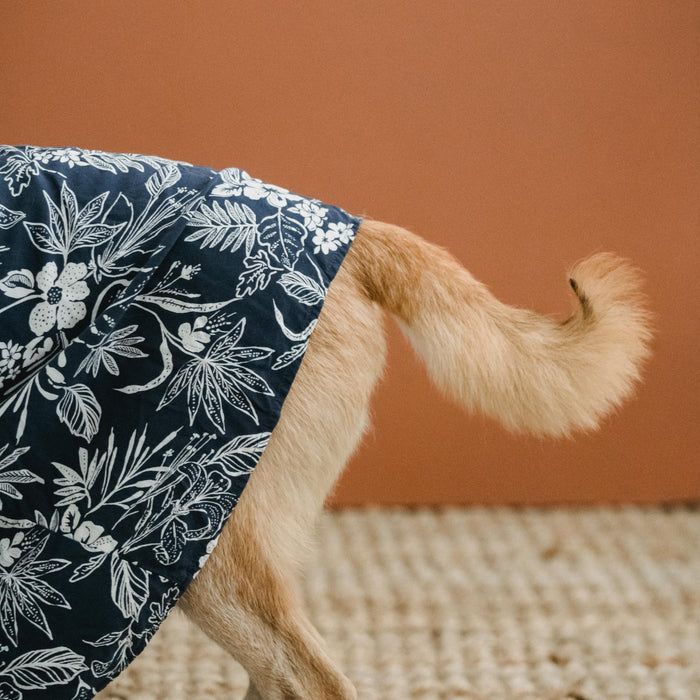 Winter Pet Care in India: A Responsible Pet Parent’s Guide to Cold Weather Comfort