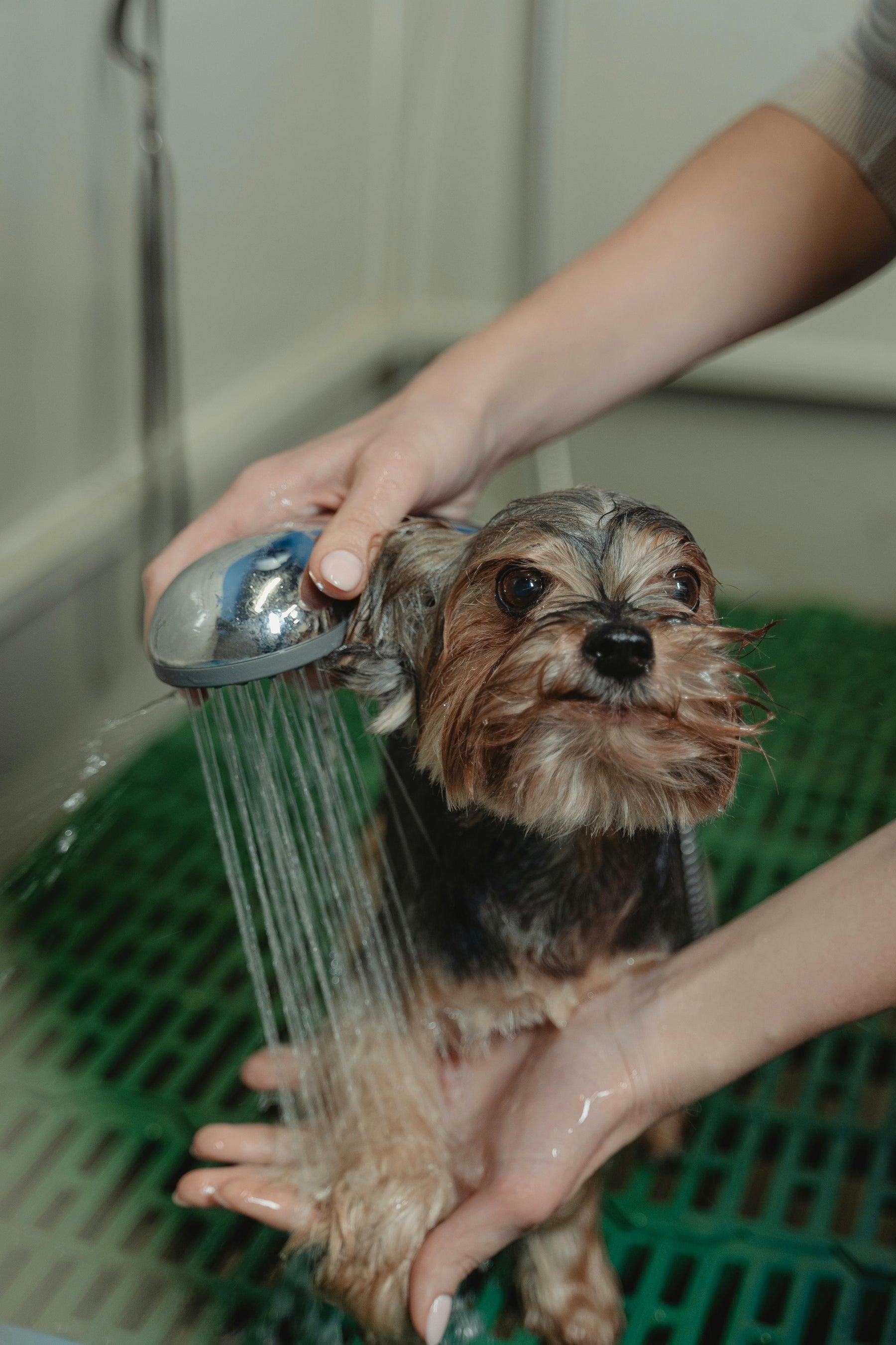 How Routine Shapes Your Pet’s Emotional Well-Being