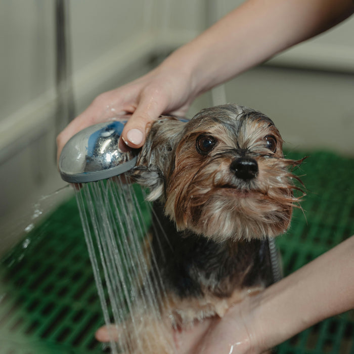 How Routine Shapes Your Pet’s Emotional Well-Being
