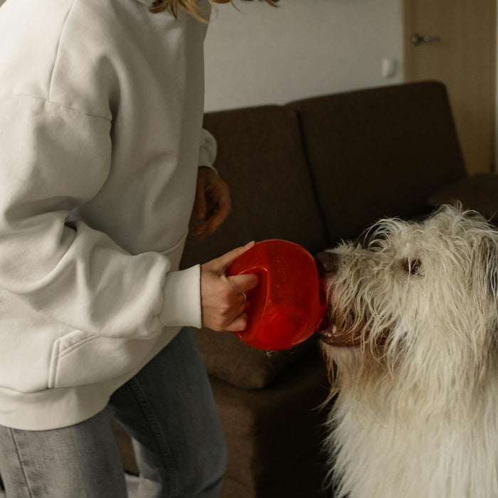 Pet Parenting in Real Life: Why Consistency Matters More Than Perfection