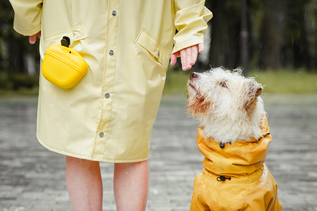 Picture of How to Keep Your Dog Safe and Dry During the Rainy Season