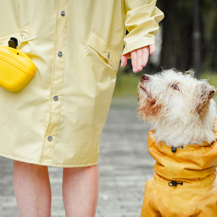 How to Keep Your Dog Safe and Dry During the Rainy Season