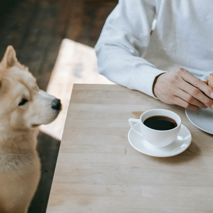 Why Not All Human Food Is Safe for Pets (And How to Make Better Choices)