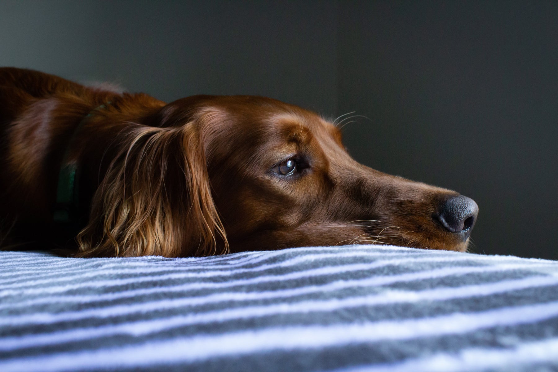 Understanding Your Female Dog's Heat Cycle: A Guide for Pet Parents