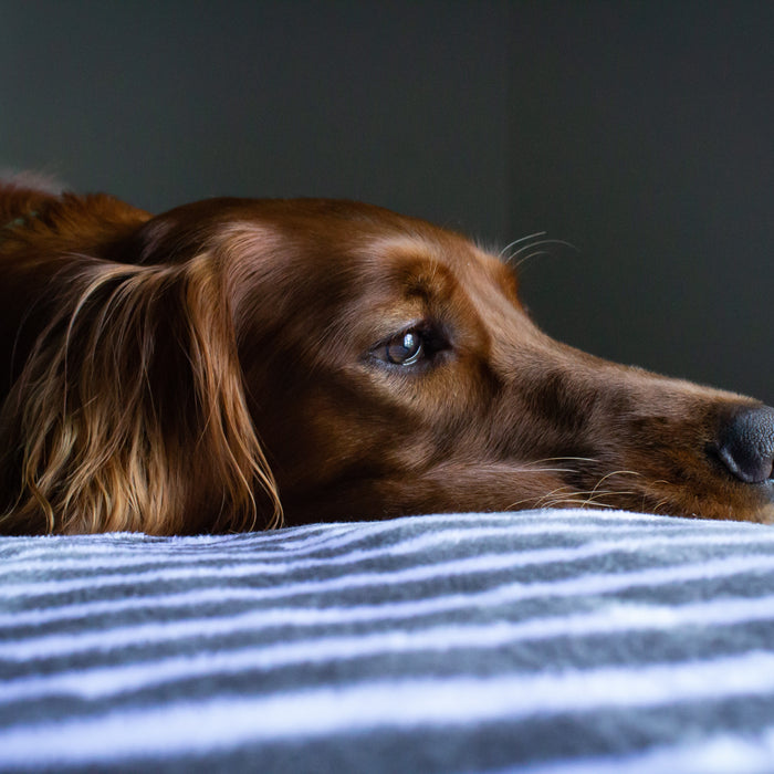 Understanding Your Female Dog's Heat Cycle: A Guide for Pet Parents