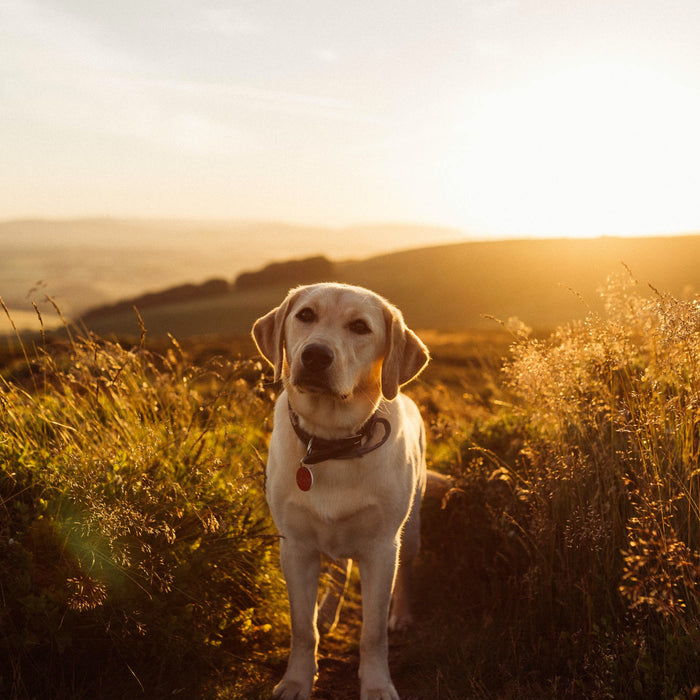 Navigating the Golden Years: Your Older Dog's Health Journey