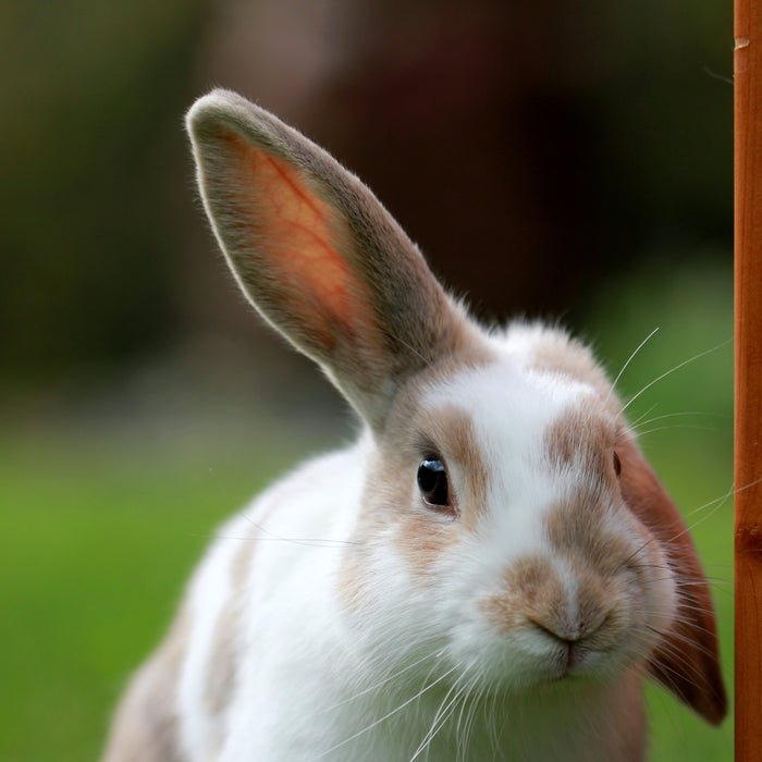 A Beginner's Guide to Caring for Small Animals: Rabbits, Guinea Pigs, and More