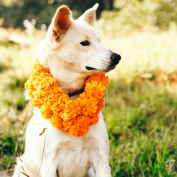 Diwali 2025: Lighting Homes, Easing Hearts