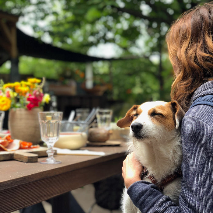 7 Pet-Friendly Cafes in Delhi NCR to Spend Quality Time with Your Pets