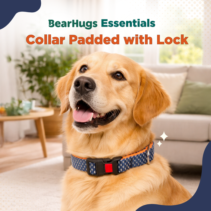 BearHugs Padded with Lock Essential Classic Collar