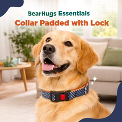 BearHugs Padded with Lock Essential Classic Collar